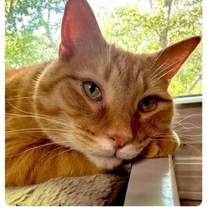 An orange cat named Cheeto 😸